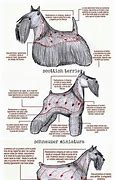 Image result for Giant Schnauzer Grooming Chart