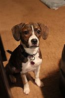 Image result for Pitbull Beagle Mix 6 Months