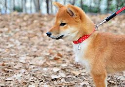 Image result for Shiba Inu Puppy Cam