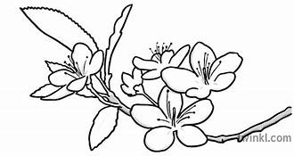 Image result for Sketsa Bunga Hitam Putih