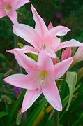 Image result for Amarcrinum howardii