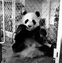 Image result for Rare Albino Panda China