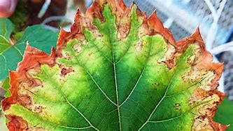 Image result for Grapevine Damage