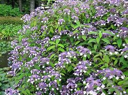 Image result for Hydrangea aspera Mauvette