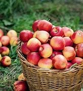 Image result for Apple Tree Fertilizer