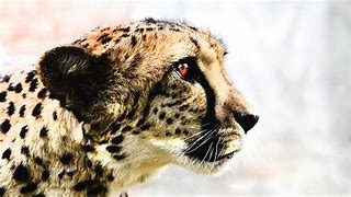 Image result for Cheetah Wallpaper 4K