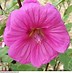 Image result for Lavatera Barnsley Baby