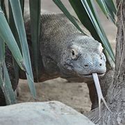 Image result for Komodo Dragon Habitat Zoo