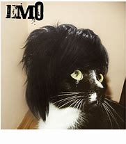 Image result for Pics of Emo Cats