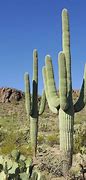 Image result for Desert Cactus Plants