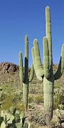 Image result for Sonoran Desert Cactus Types