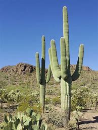 Image result for Sonoran Desert Saguaro Cactus