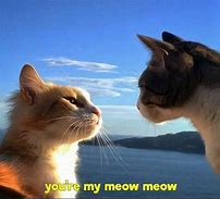 Image result for Beautiful Cat Meme