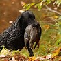 Image result for curly coated_retriever