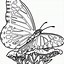 Image result for Preschool Butterfly Coloring Pages