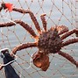 Image result for Biggest Brown Crab