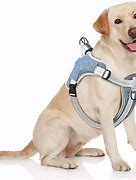 Image result for Best No Pull Harness for Large Dogs