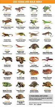 Image result for List of Types of Lizards