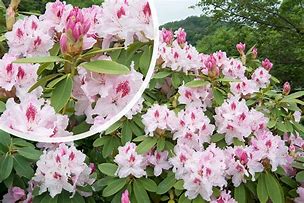 Rhododendron Albert Schweitzer   (rose) 的图像结果