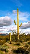 Image result for South West Desert Landscape Cactus