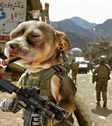Image result for Dog Holding a Gun at a Human