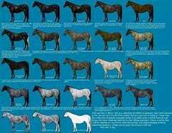 Image result for Medieval Horse Breeds