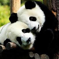 Image result for Cute Panda Love
