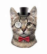 Image result for Cat with Monocle