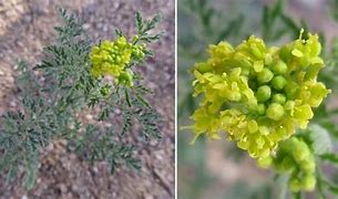 Image result for AZ Desert Weed with Yellow Flowera
