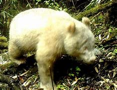 Image result for Rare Albino Panda China