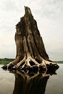 Image result for Million Year Old Tree