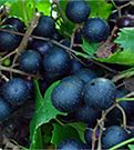 Image result for Free Pictures of Grape Vines