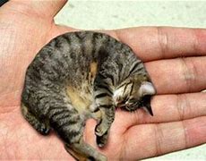 Image result for World's Smallest Cat Breed