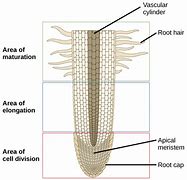 Image result for Root 5 Value