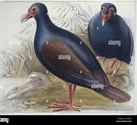 Image result for Didunculus Columbidae