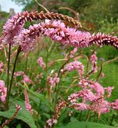 Image result for Persicaria amplexicaulis Pink Elephant