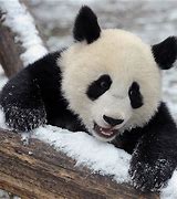 Image result for Baby Panda