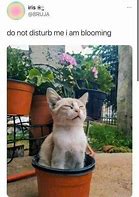 Image result for Cat Plant Meme