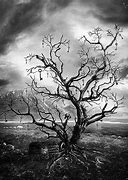 Image result for Gothic Tree