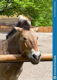 Image result for Wild Horse Subspecies