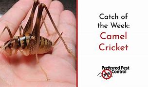 Image result for cave cricket diet