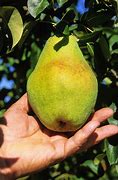 Image result for Pick Pears