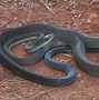 Image result for Black Mamba Fangs