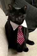 Image result for Black Cat Tie Meme