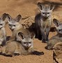 Image result for Bat-Eared Fox