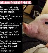 Image result for Pet Pig Meme