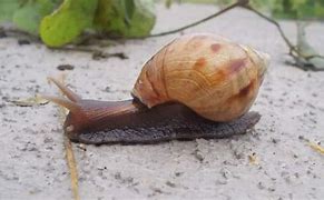 Image result for Biggest Snail On Earth