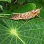 Image result for Leaf Grasshopper