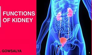 Image result for Kidney Dish Function