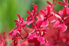 Image result for 4K Ultra HD Flowers
